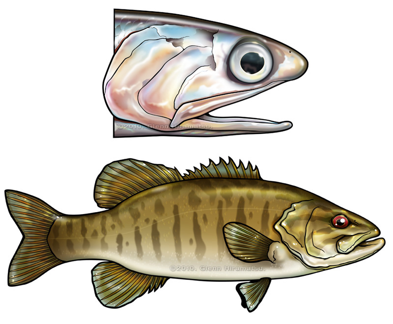 Anchovy and Smallmouth. ©2012. Glenn Hiramatsu.