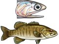Anchovy and Smallmouth. ©2012. Glenn Hiramatsu.