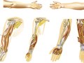 Musculo skeletal renderings