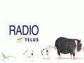RADIO TELUS