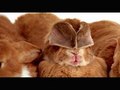 TELUS LAPINS