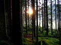 Trollwood