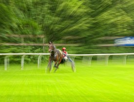 Horse Race
