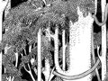 Bio Patterns, Trees - Micah Lidberg.