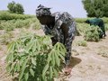 Senegal-Dakar -Programme de nutrition