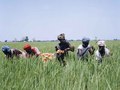 Senegal-Dakar -Programme de nutrition