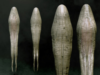 Medpod creature
