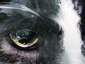 KittiesAreWizards - Photography / Illustration