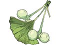 Men's Health : Diary : Ginkgo