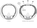 Elsevier : Therapeutic Exercise for Lumbopelvic Stabilization