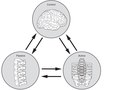 Elsevier : Therapeutic Exercise for Lumbopelvic Stabilization