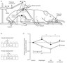 Elsevier : Therapeutic Exercise for Lumbopelvic Stabilization