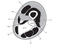 Elsevier : Therapeutic Exercise for Lumbopelvic Stabilization