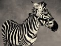zebra