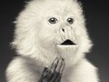 monkey