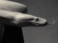 python