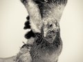 Ameraucana