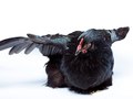 Bantam Black Cochin