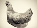 Buff Orpington
