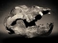 Cave Bear skull