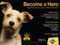 Pedigree Print Ad