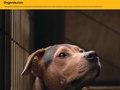 Pedigree Adoption Drive Ad