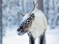 Finland, Lappland
