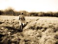 Ian Reynolds / album art work