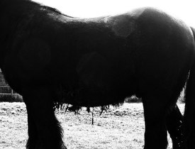 horses