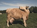 A Cow (2011)