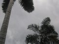 Maragojo