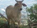 Maragojo