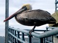 Santa Monica Pier