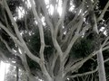 Santa Monica