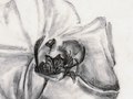 graphite