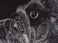 scratchboard