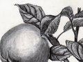 graphite