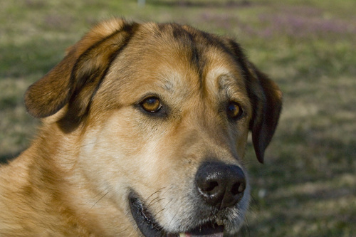 Portrait of Maya