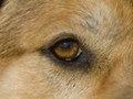Portrait of Maya
