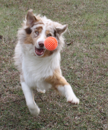Orange Ball