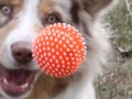 Orange Ball