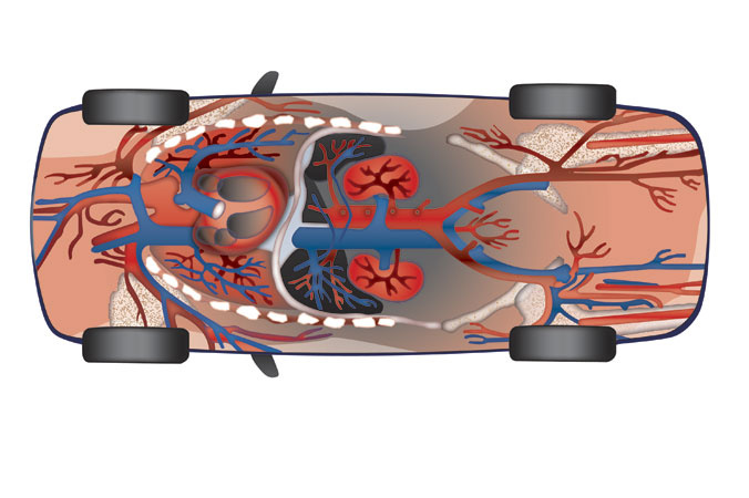 Illustration—Adobe Illustrator, Hanes Autoparts Series  (Circulatory System)