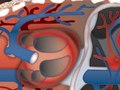 Illustration—Adobe Illustrator, Hanes Autoparts Series  (Circulatory System)