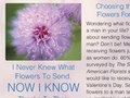 Ad series for Flowers for All Occasions: Mimosa
