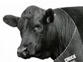 Cow, 2009