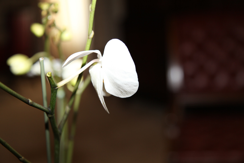 Flower (Canon 5D Mark II)