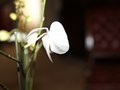 Flower (Canon 5D Mark II)