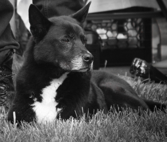 My Friend's Dog (Canon 40D)