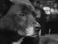My Friend's Dog (Canon 40D)