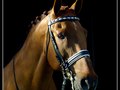 elizabeth toth fine art and photography